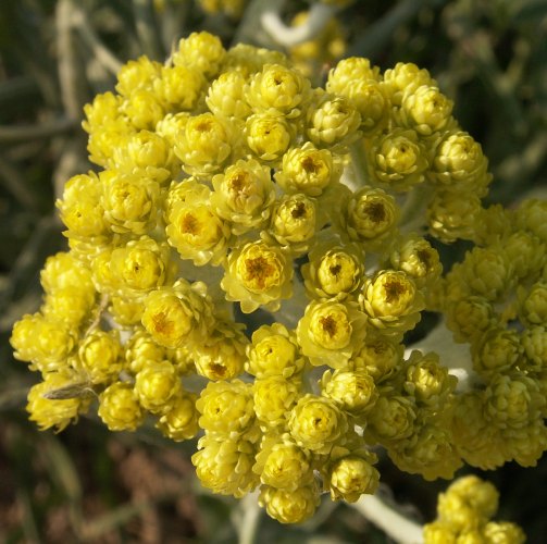 Helichrysum Essential Oil Slovenia 5